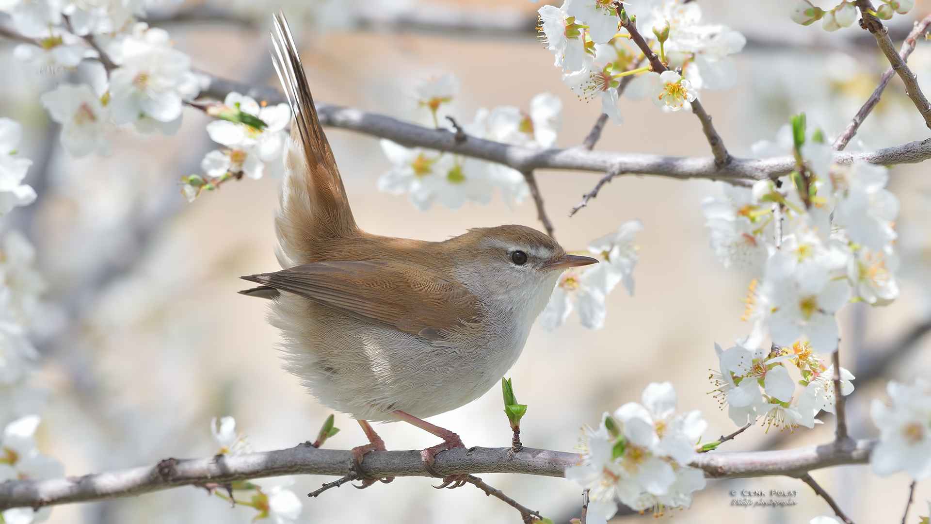 Cetti's Warbler